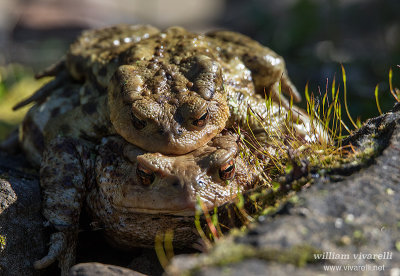 Rospo comune (Bufo bufo)