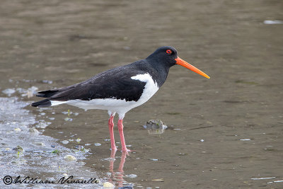 Beccaccia di mare (Haematopus ostralegus)