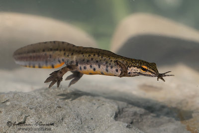 Tritone punteggiato (Triturus vulgaris)