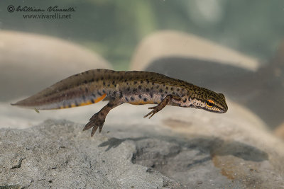 Tritone punteggiato (Triturus vulgaris)