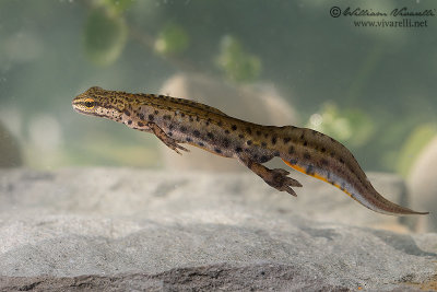 Tritone punteggiato (Triturus vulgaris)