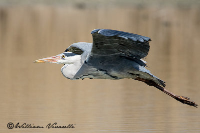 Airone cenerino (Ardea cinerea)