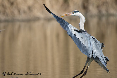 Airone cenerino (Ardea cinerea)