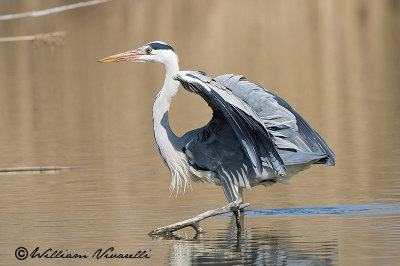 Airone cenerino (Ardea cinerea)