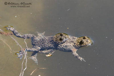 Ululone dal ventre giallo appenninico (Bombina pachypus)