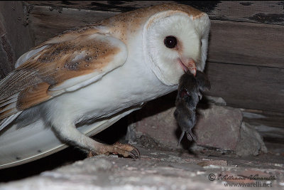 Barbagianni (Tyto alba)