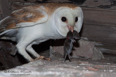 Barbagianni (Tyto alba)