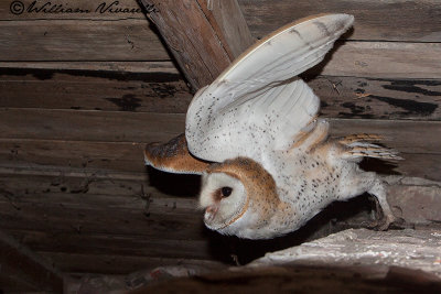 Barbagianni (Tyto alba)