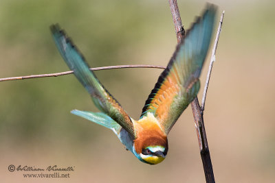 Gruccione (Merops apiaster)c