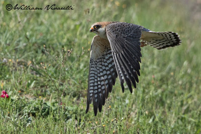 Falco cuculo (Falco vespertinus)