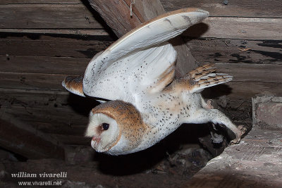 Barbagianni (Tyto alba)