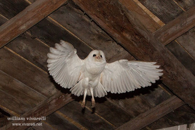 Barbagianni (Tyto alba)