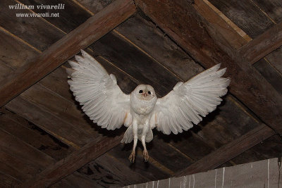 Barbagianni (Tyto alba)