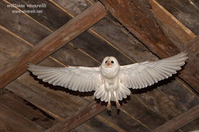 Barbagianni (Tyto alba)