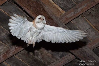 Barbagianni (Tyto alba)r