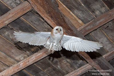 Barbagianni (Tyto alba)r