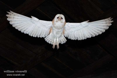 Barbagianni (Tyto alba)r