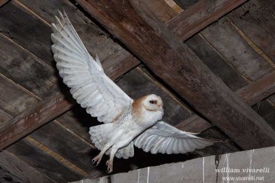 Barbagianni (Tyto alba)r