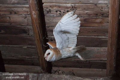 Barbagianni (Tyto alba)r