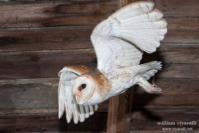 Barbagianni (Tyto alba)r