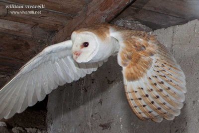 Barbagianni (Tyto alba)