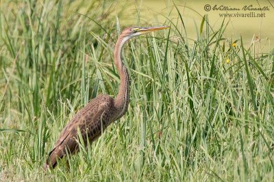 Airone rosso (Ardea purpurea)