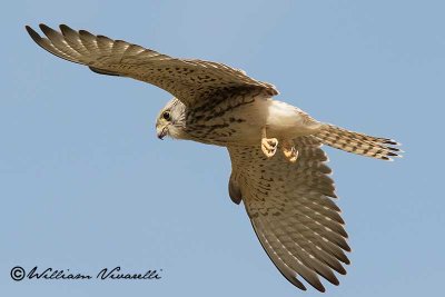 Grillaio (Falco naumanni)