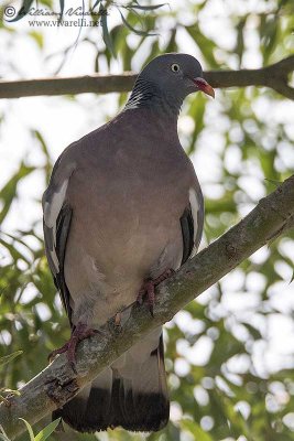 Colombaccio (Columba palumbus)