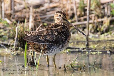 Beccaccino (Gallinago gallinago)