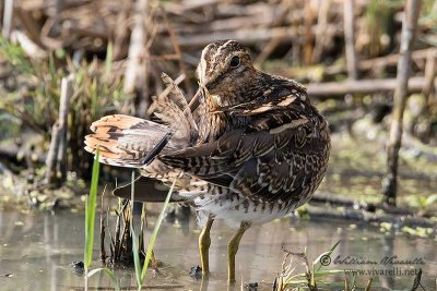 Beccaccino (Gallinago gallinago)