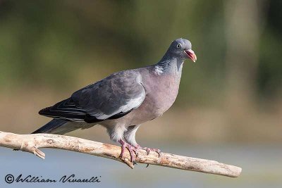 Colombaccio (Columba palumbus)