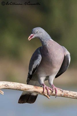 Colombaccio (Columba palumbus)