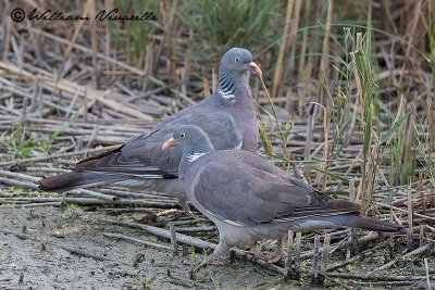 Colombaccio (Columba palumbus)