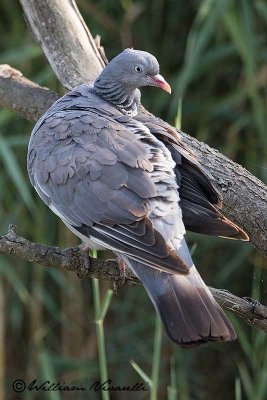 Colombaccio (Columba palumbus)