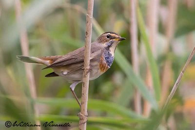 Pettazzurro (Luscinia svecica)