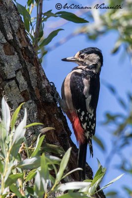 Picchio rosso maggiore ( Dendrocopos major)