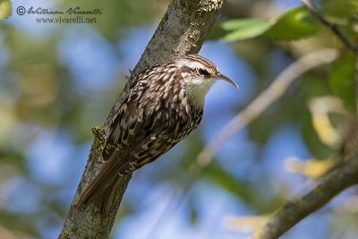 Rampichino ( Certhia brachydactyla)