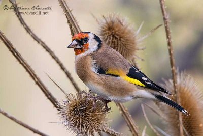 Cardellino (Carduelis carduelis)