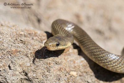 Saettone (Zamenis longissimus)