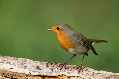 Pettirosso (Erithacus rubecula)