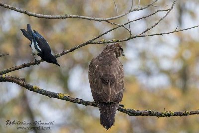 Poiana (Buteo buteo)