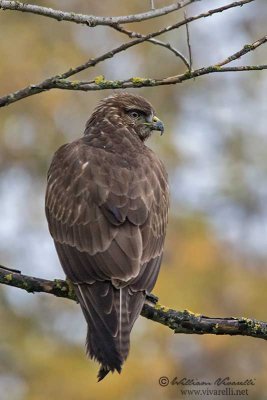 Poiana (Buteo buteo)