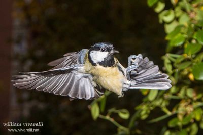 Cinciallegra (Parus major)