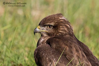 Poiana (Buteo buteo)