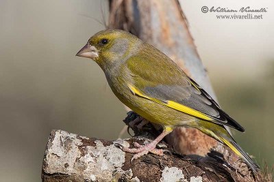 Verdone (Chloris chloris)