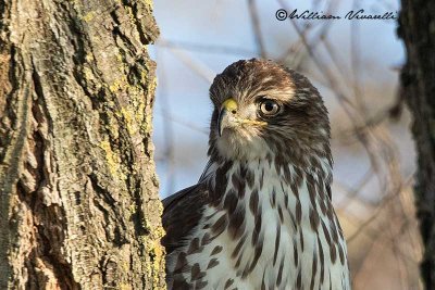 Poiana (Buteo buteo)