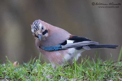 Ghiandaia ( Garrulus glandarius)