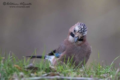 Ghiandaia ( Garrulus glandarius)