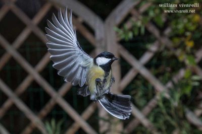 Cinciallegra (Parus major)