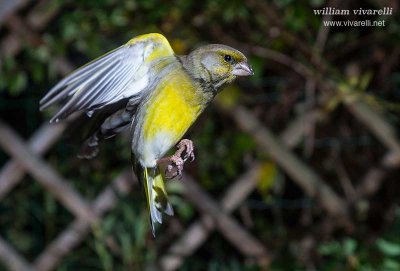 Verdone (Chloris chloris)